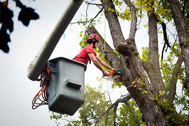 Best Seasonal Cleanup  in Bellerose Terrace, NY